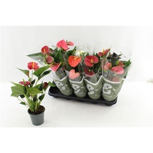 Anthu An Gem 4 Kl 4-5+