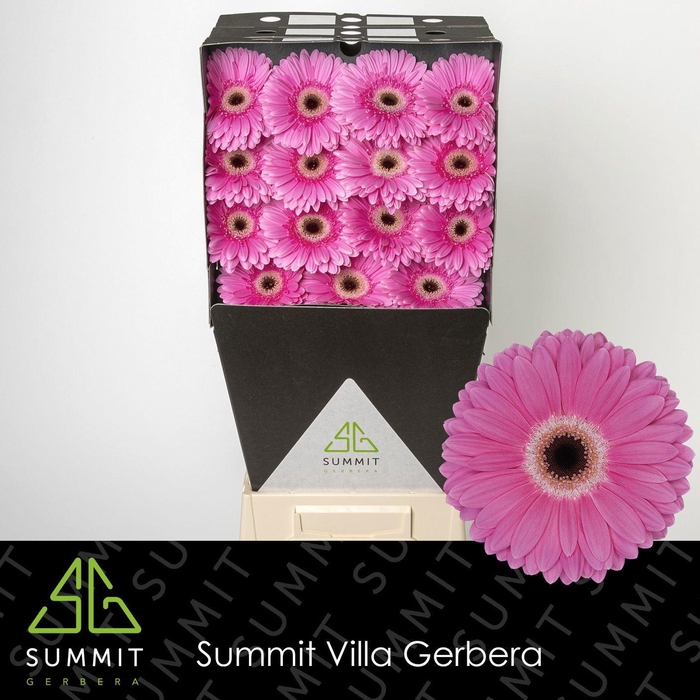 <h4>GE GR DREAMER</h4>