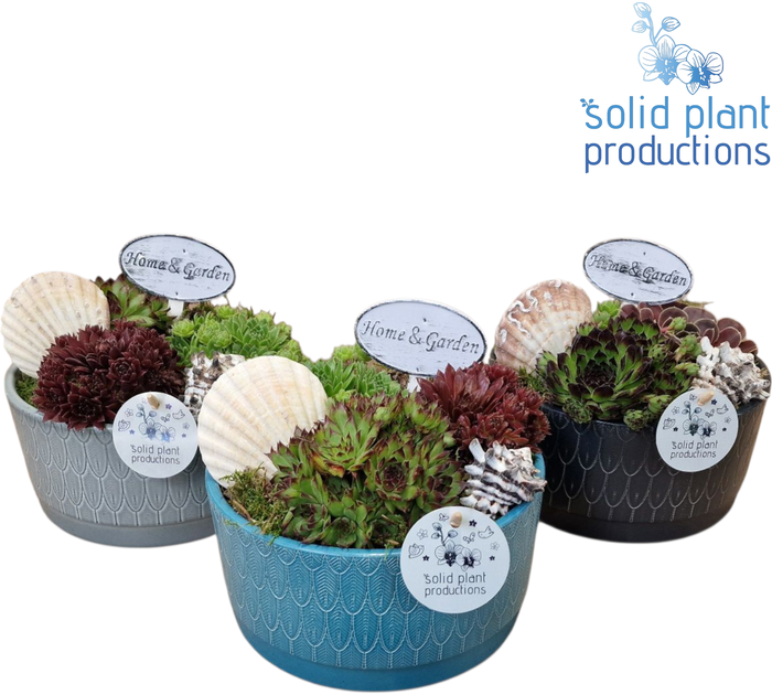 <h4>SMP002 Sarah Navy Sempervivum</h4>