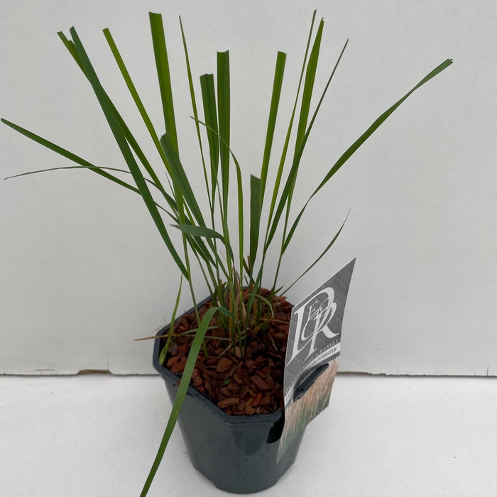 <h4>Graminées Calamagrostis 'Karl Foester'</h4>