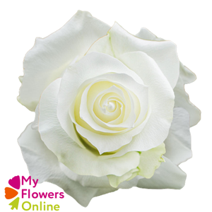 R Gr Proud White 50cm EC