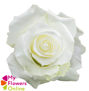 <h4>R Gr Proud White 50cm EC</h4>