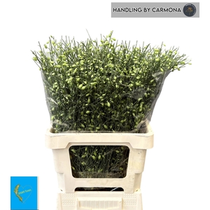 GENISTA PER BOS GENISTA HEIDEBREM B