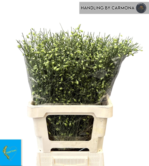 <h4>GENISTA PER BOS GENISTA HEIDEBREM B</h4>