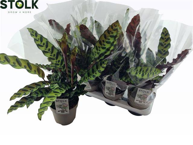 <h4>CALAT LANCIFOLIA</h4>