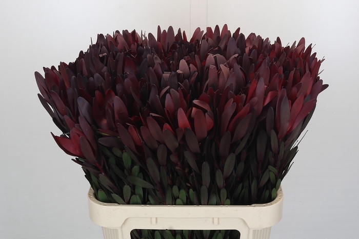 <h4>Leucadendron Saf Sunset Dark Red</h4>