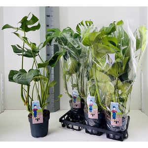 MONSTERA DELICIOSA