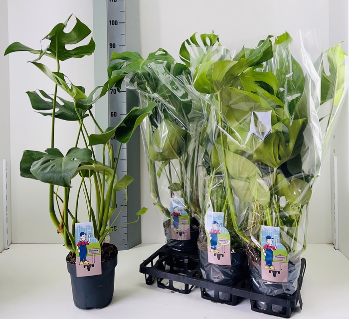 <h4>MONSTERA DELICIOSA</h4>