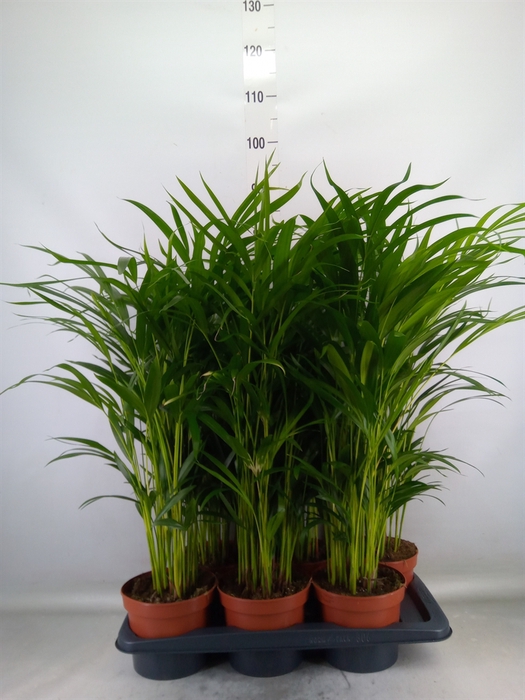 <h4>Dypsis lutescens   ...Chrysalidoca</h4>