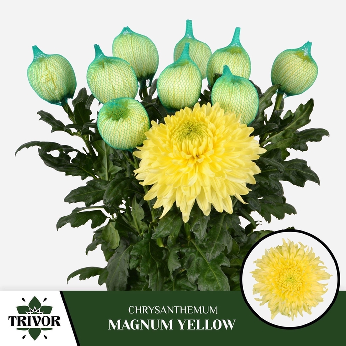 <h4>CHR G MAGNUM YELLOW</h4>