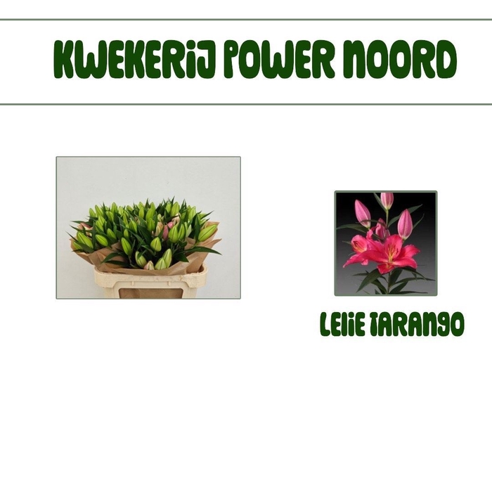 <h4>LI OR TARRANGO</h4>