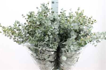 <h4>Euca Gunni Lang Extra 300 Gram</h4>