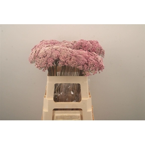 Ozoth Cooks Tall Pink