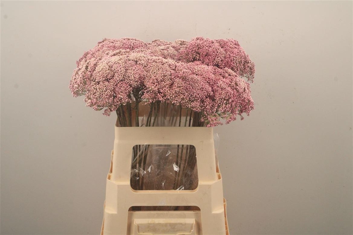 <h4>Ozoth Cooks Tall Pink</h4>