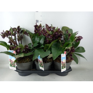 Helleborus  'Star of Love'