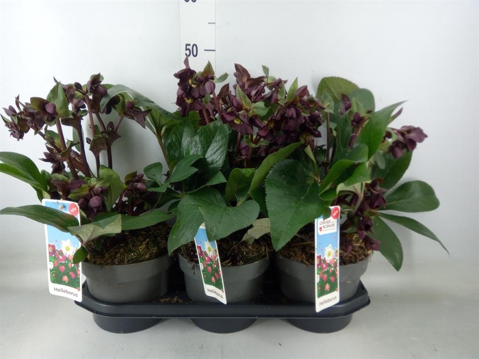 <h4>Helleborus  'Star of Love'</h4>