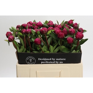 Paeonia Red Sarah Bernhardt