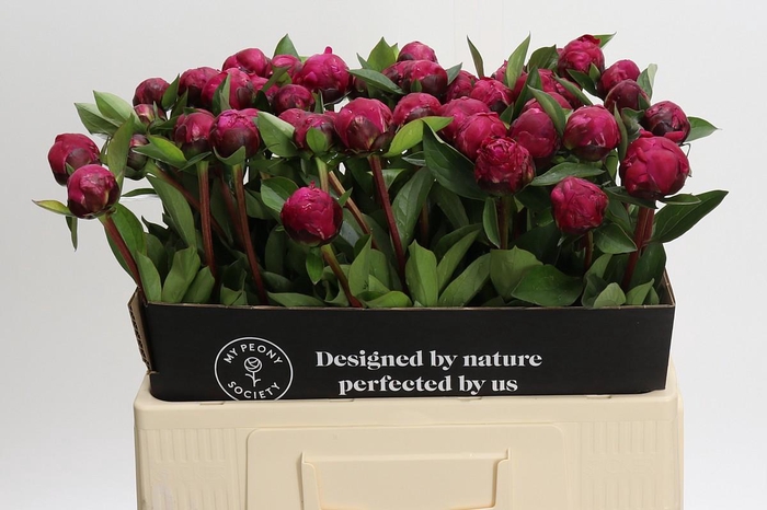 Paeonia Red Sarah