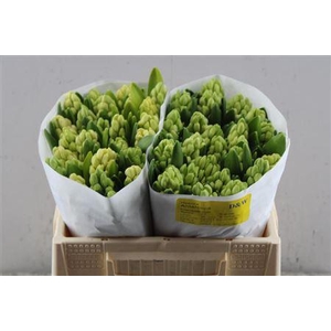 Hyac Antarctica (dw)