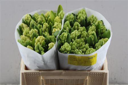 <h4>Hyac Antarctica (dw)</h4>