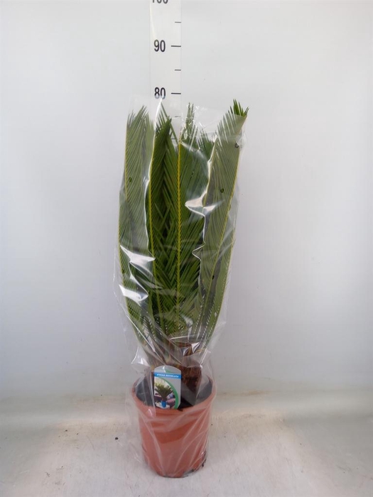 <h4>Cycas revoluta</h4>