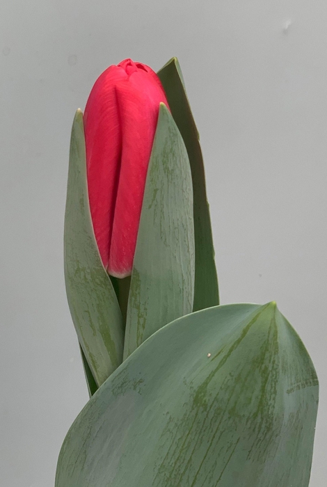 <h4>Tu En Red lips</h4>