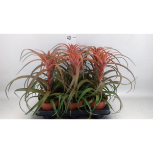 Tillandsia capitata 'Hermosa'