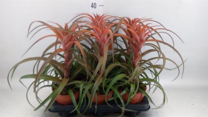 <h4>Tillandsia capitata 'Hermosa'</h4>