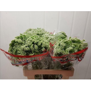 Ammi Visnaga Casablanca