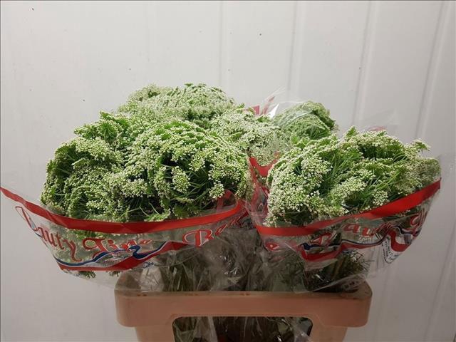 <h4>Ammi Visnaga Casablanca</h4>