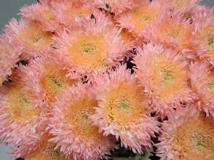 <h4>Chr G Etrusko Sweet Roosvice</h4>
