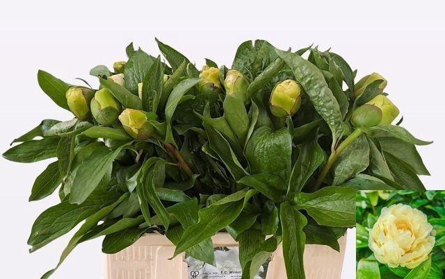 <h4>PAEO SUNNY GIRL</h4>