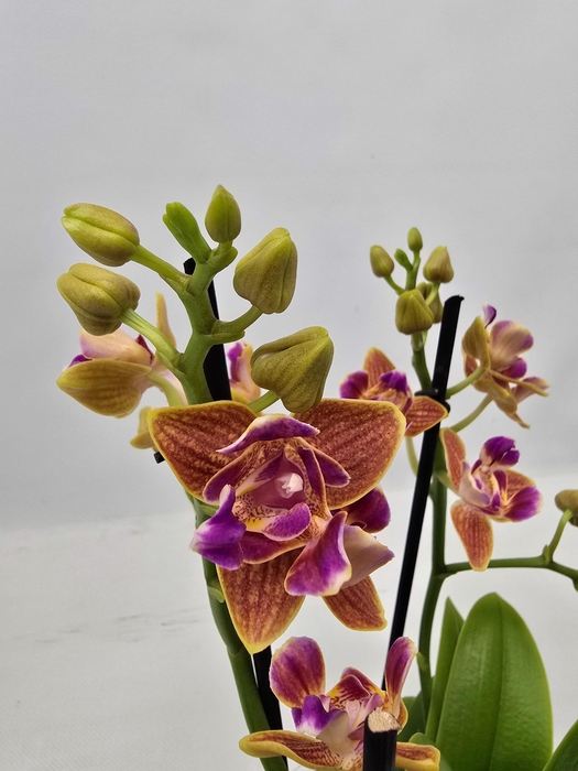 <h4>Limited 28 week 7</h4>