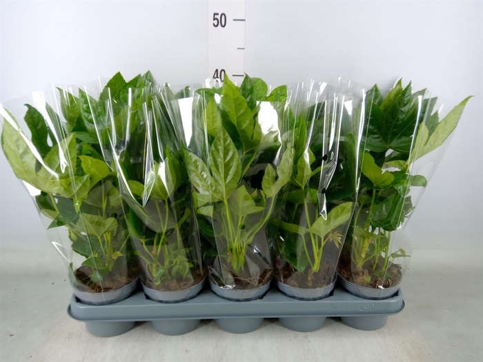 <h4>Fatsia japonica   ...</h4>