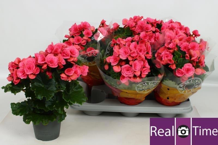 <h4>BEG DU BERSEBA</h4>