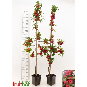 MALUS RED SENTINEL