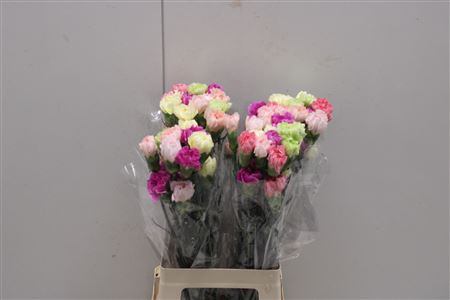 <h4>Di St Rainbow Mix Pastel</h4>