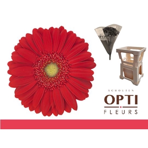 Gerbera Carambole Water