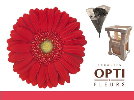 <h4>Gerbera Carambole Water / Hoes</h4>