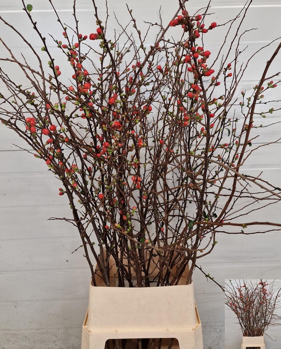 <h4>CHAENOMELES JAPONICA</h4>
