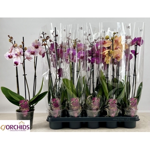 PHAL GEM