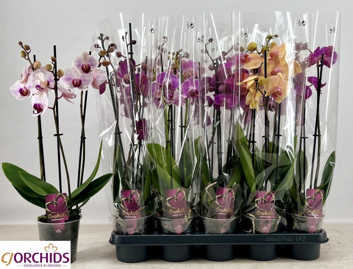 <h4>PHAL GEM</h4>