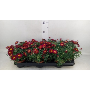 Argyranthemum  'Percussion Red'