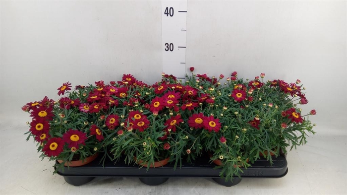 <h4>Argyranthemum  'Percussion Red'</h4>