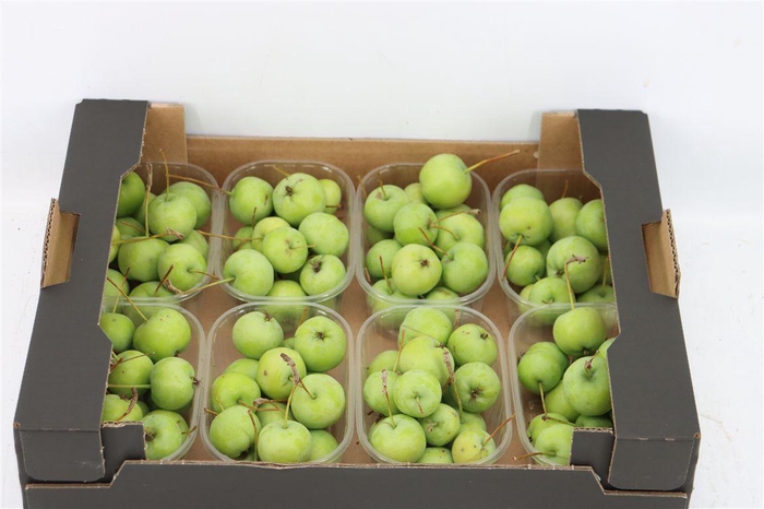 <h4>Sier Malusappel Groen Plat X8</h4>