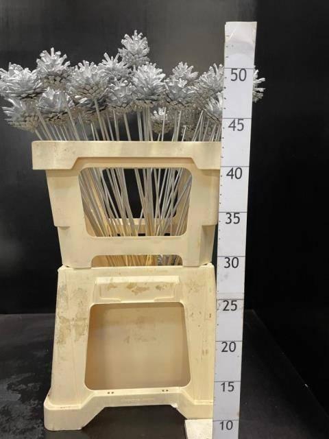 <h4>HUIS EN TUINDECO H%</h4>