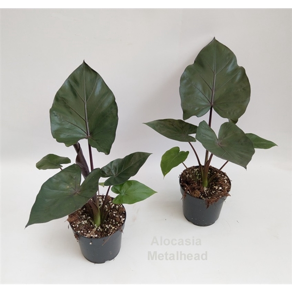 <h4>Alocasia Metalhead 14cm</h4>