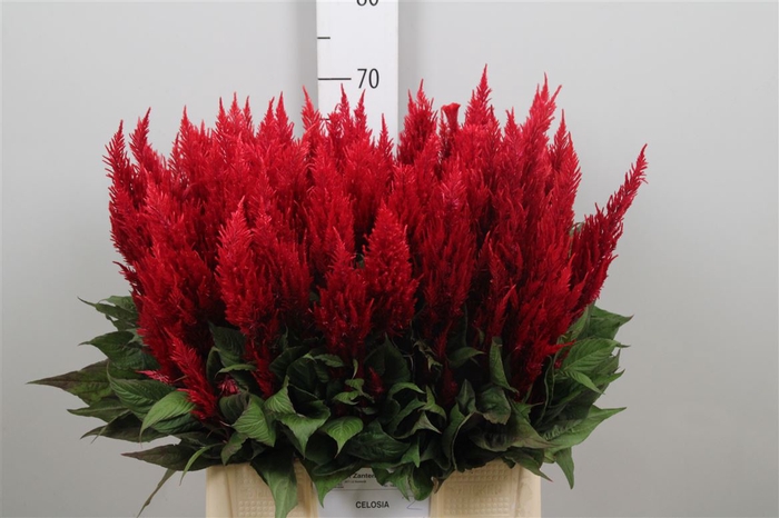 <h4>Cel P Cent Rood</h4>