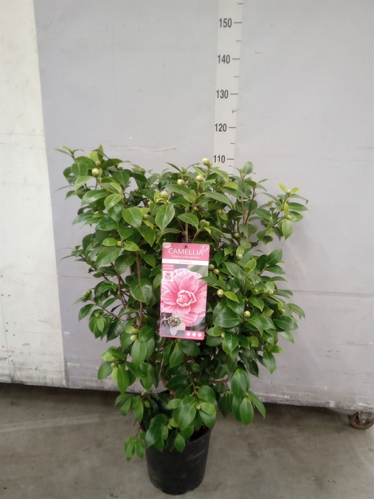 <h4>Camellia japonica</h4>