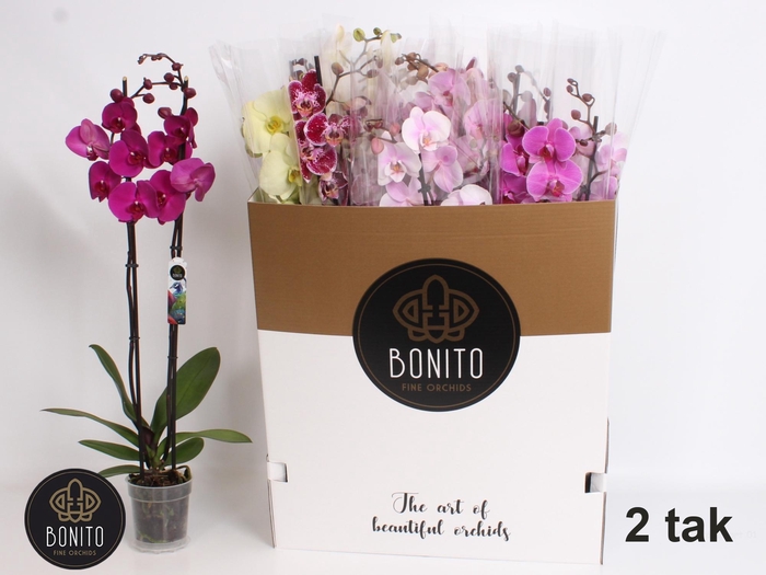 <h4>PHAL GEM 10 KL</h4>